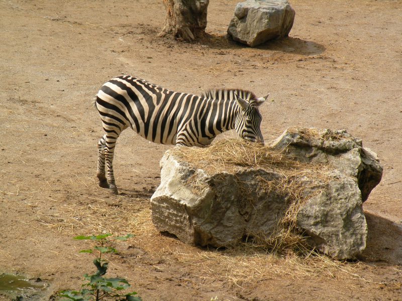  Zèbre